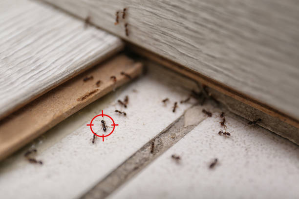 Best Residential Pest Control  in Bagdad, FL