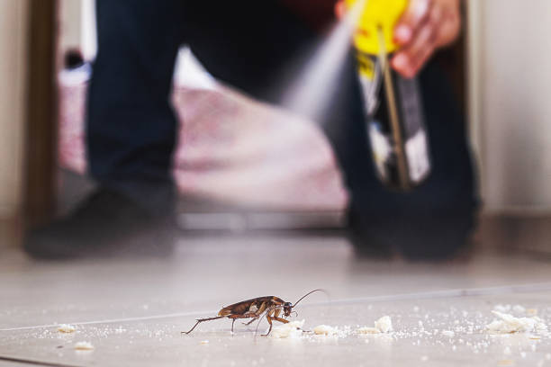 Best Cockroach Control Services  in Bagdad, FL