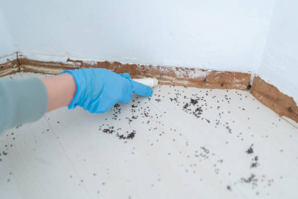 Best Affordable Pest Control Services  in Bagdad, FL
